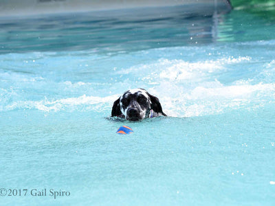 Water Risks & Your Dog